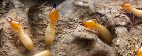 termites