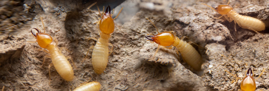 termites